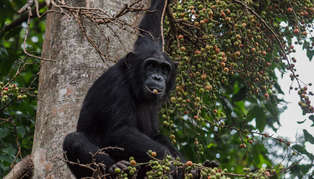 chimp in mahale shutterstock_576055888_314_179